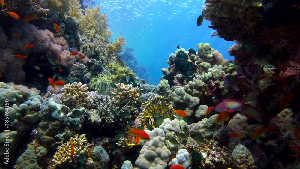 Wall mural colorful fish on vibrant coral reef and diver. red sea. egypt