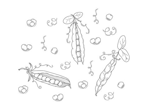 Hand drawn sketch peas. Outline style peas icon. Green pods of sweet pea. Farm market product, Vector organic eco food. EPS10