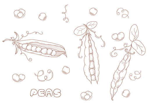 Hand drawn sketch peas. Outline style peas icon. Green pods of sweet pea. Farm market product, Vector organic eco food. EPS10