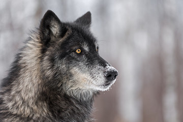 Phase noire loup gris (Canis lupus) regarde vers la droite