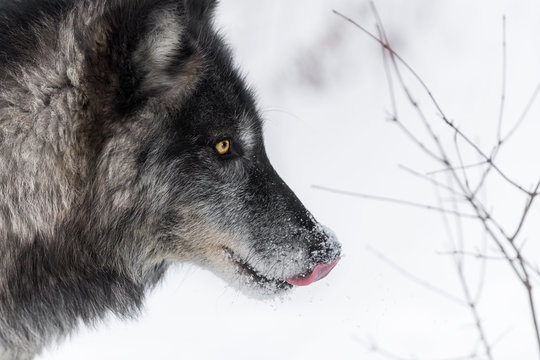 Fototapeta Black Phase Grey Wolf (Canis lupus) Licks Nose