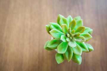tiny cactus on wooden table