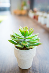 tiny cactus on wooden table