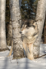 Grey Wolf (Canis lupus) Looks Left Ears Back