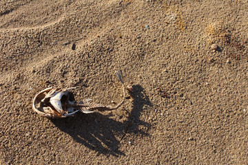 fish bone on sand beach