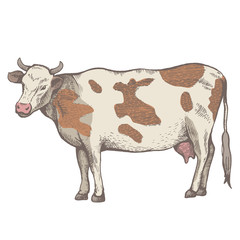 The spotted cow is standing.