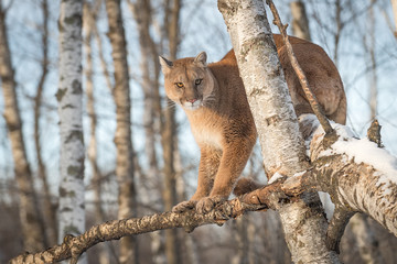 Adult Female Cougar (Puma concolor) Sits in Tree