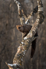 Fisher (Martes pennanti) Sits Comfortably in Tree
