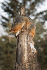 Grey Fox (Urocyon cinereoargenteus) Looks Down From Tree