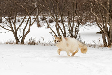 Red Marble Fox (Vulpes vulpes) Walks Left