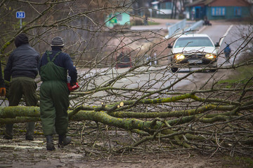 Three workers are picking up a fallen tree from the road