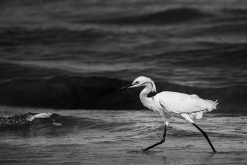 Great White Egret