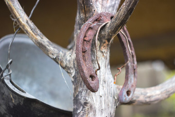 Old rusty horseshoe on a tree