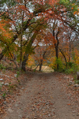 Fall Trail