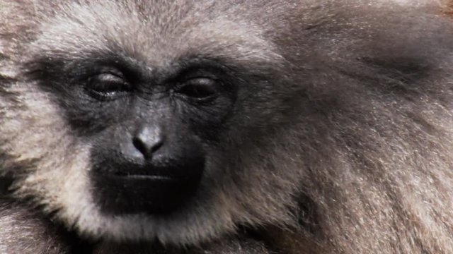 close up of the face of a silvery gibbon