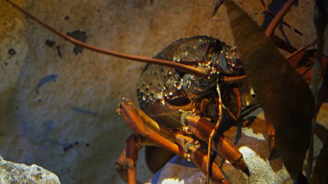 close up of a crayfish