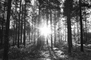 Sun rays in forest