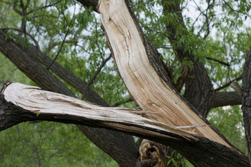 Broken tree summer nature