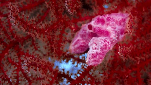 close up of clolourful sea fan (Scleraxonia), WAKATOBI, Indonesia, RED 5K ws 21:9