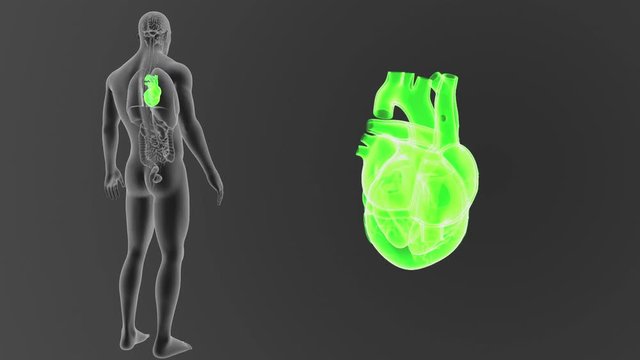 Heart zoom with Organs