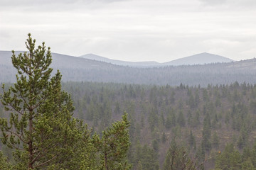 Landscape from Lapland
