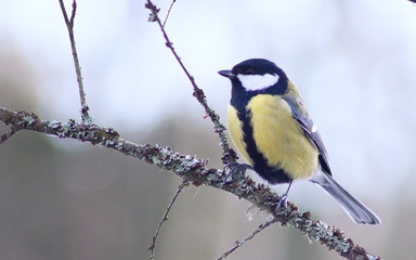 Bird standing on a branch