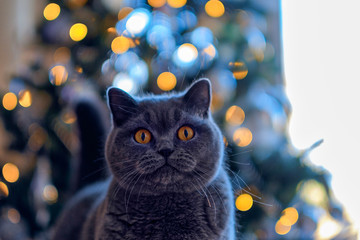 British blue cat in front of background lights