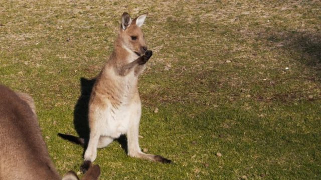 a cute young baby eastern grey kangaroo rubs its face