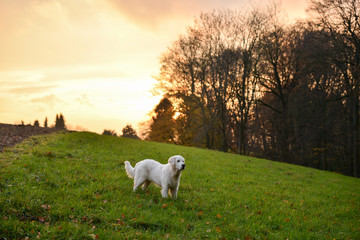 Fototapeta premium Golden Retriever staying on a field in autumn