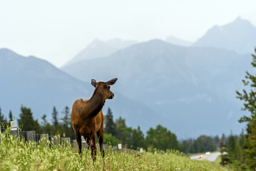 Fototapeta na wymiar Wild Elk or Wapiti (Cervus canadensis) in Jasper National Park, Alberta, Canada