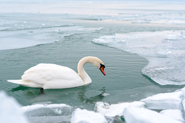 Naklejka na ściany i meble Mute Swan (Cygnus olor) in icy lake