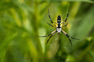 Garden Spider resting on its web