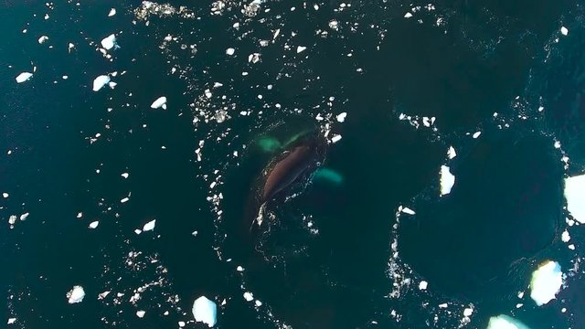 The whale floats in water with pieces of ice. Andreev.