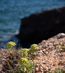Stonecrops rockery plants and coast background