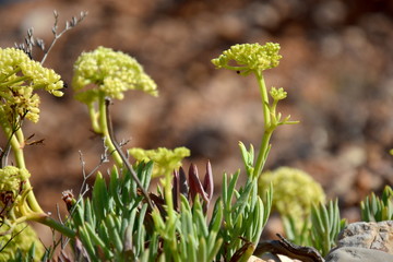 Stonecrops rockery plants with blurry background
