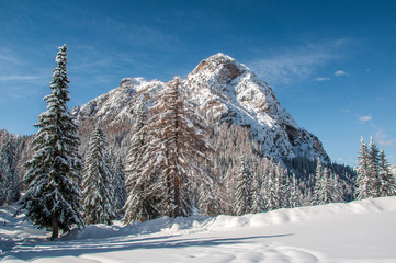 Fir forest covered with snow with dolomitic peak background, Staulanza Pass, Dolomites, Italy