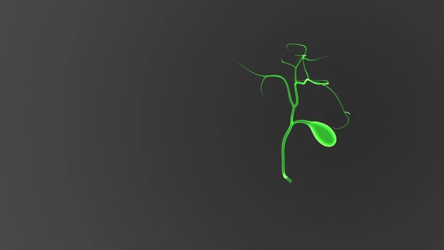 Gallbladder