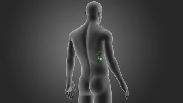 Gallbladder with Body