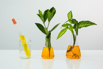 Science glassware medicine with natural plant.