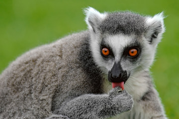 Ring-tailed Lemur (Lemur catta)