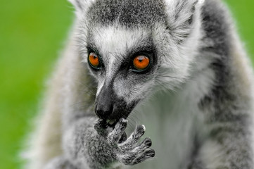 Ring-tailed Lemur (Lemur catta)