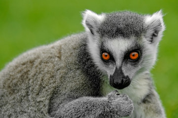 Ring-tailed Lemur (Lemur catta)