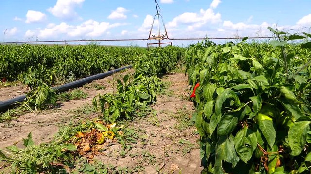 Irrigation of paprika field with typhon in summer. Dolly slider video.
