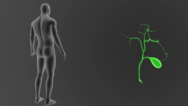 Gallbladder zoom with Body