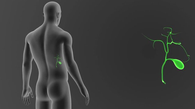 Gallbladder zoom with Body