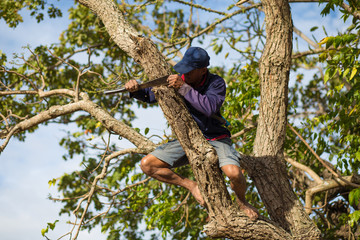 Life style farmer thai.farmers are climbing trees.