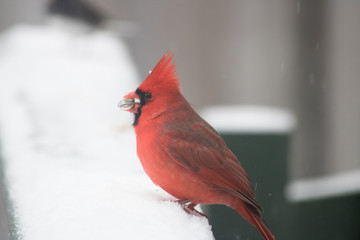 Red Northern Cardinal