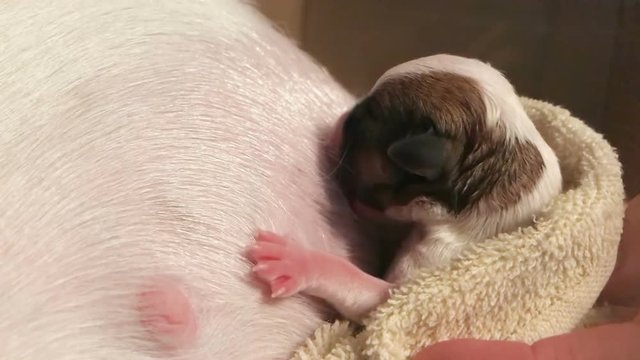 Pregnant dog Jack Russell breast-feeding first-born and waiting for the birth of the remaining puppies