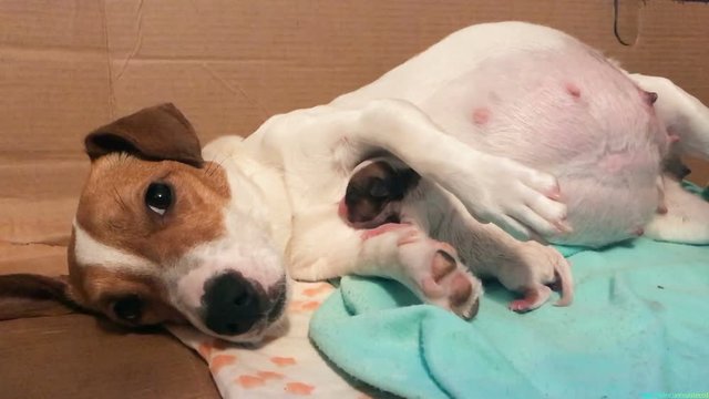 Pregnant dog Jack Russell breast-feeding first-born and waiting for the birth of the remaining puppies