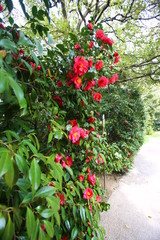 苔に椿の落花しきり